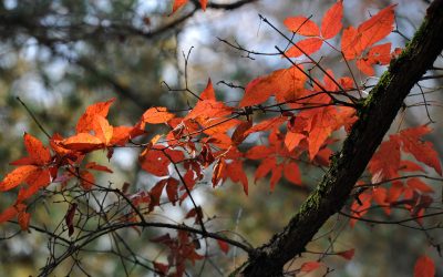 COULEURS D&rsquo;AUTOMNE DANS L&rsquo;ARBORETUM