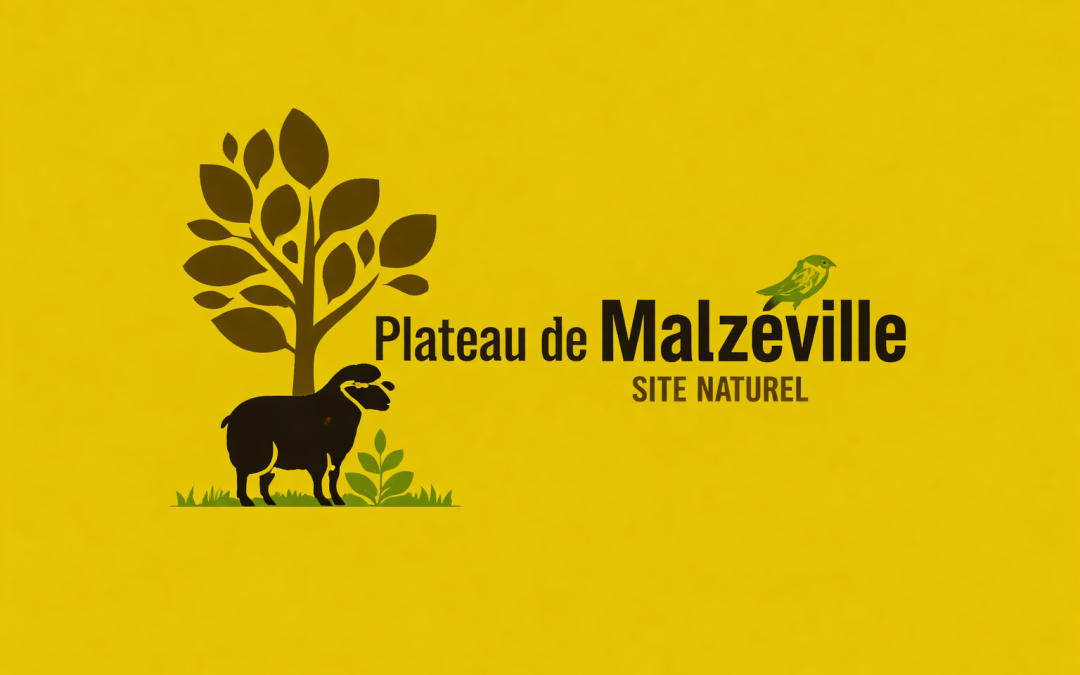 LE PLATEAU S&rsquo;ANIME !